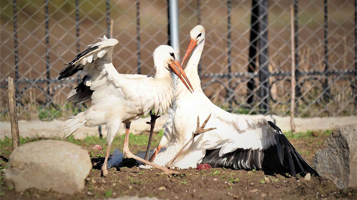 Göç yolunda yaralanan leylekler, Bursa’daki Emekli Hayvanlar Çiftliği’ne getirildi. Leyleklerin burada özenle bakımları yapılıyor.