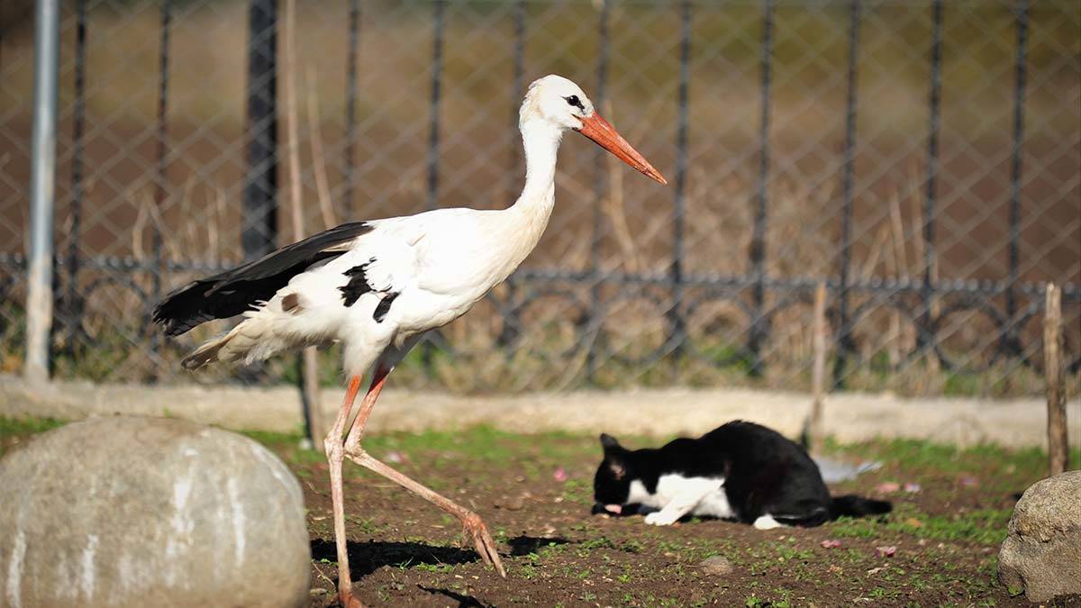 Göç yolunda yaralanan leylekler Hayvan Çiftliği'nde