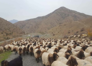 Göçerlerin yolculuğu başladı