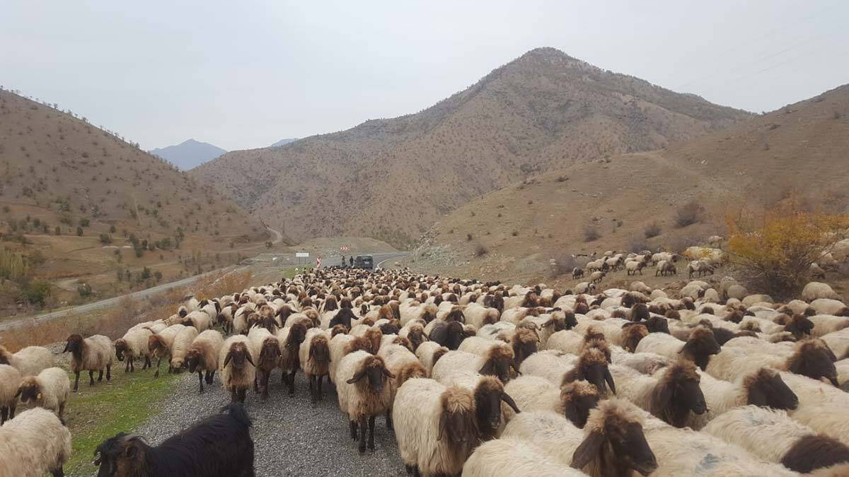 Göçerlerin yolculuğu başladı