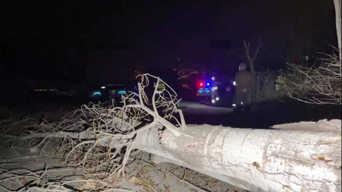 Karabük'te rüzgar ağaçları devirdi