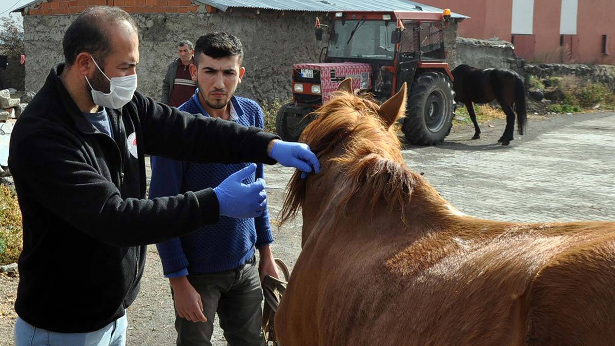 Kars'ta köpek ve atlara mikroçip takılıyor