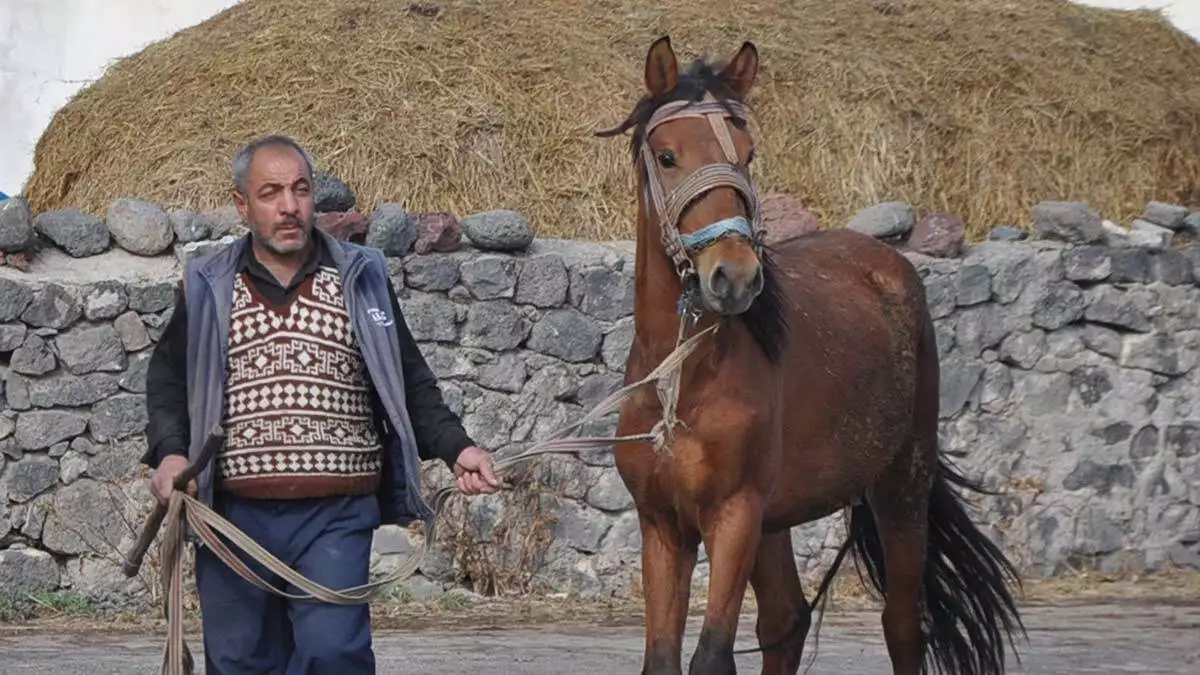 Kars'ta köpek ve atlara mikroçip takılmaya başlandı. 382 köyde yapılacak çalışmayla köpeklere kuduz aşısı, atlara da ruam testi yapıldıktan sonra çip takıldı.