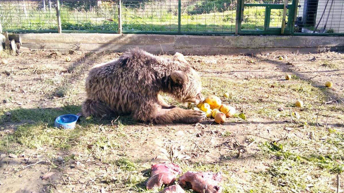 İyileşen bozayı yeniden doğaya bırakıldı