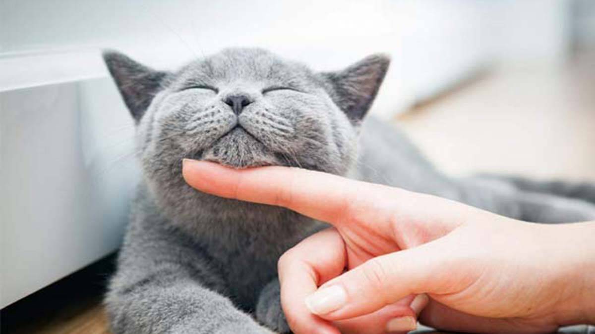 Kediler 9 canlı değildir