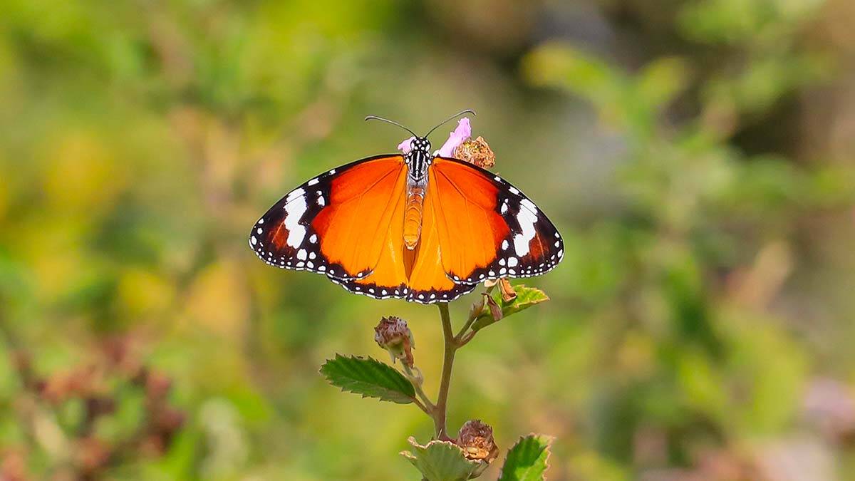 Diyarbakır'da unesco dünya mirası listesi'nde yer alan 7 bin yıllık hevsel bahçeleri, 200 civarında kuş türünün yanı sıra farklı türden kelebeklere de ev sahipliği yapıyor.