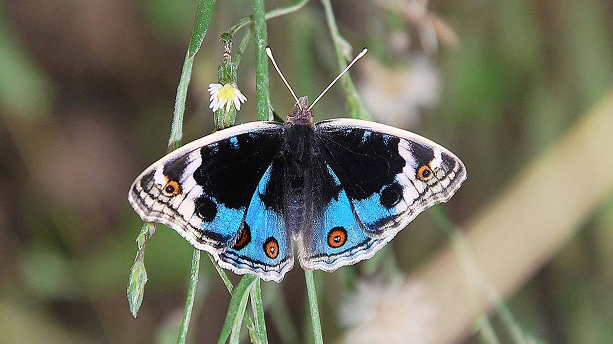Kelebekler Hevsel Bahçeleri'ne yumurta bırakıyor