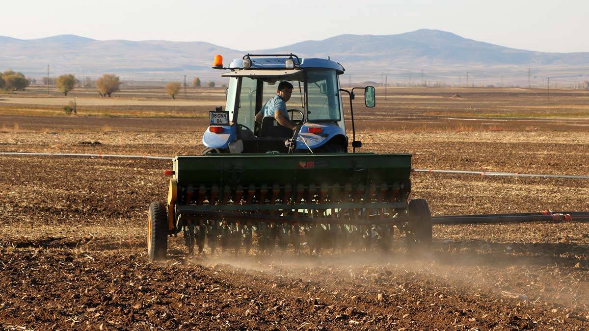 Afyonkarahisar'ın Sandıklı ilçesinde kuraklık nedeniyle arpa ve buğday üretiminde yüzde 60'tan fazla rekolte düşüşü yaşayan çiftçiler, bu yıl daha az alana ekim yaptı. 