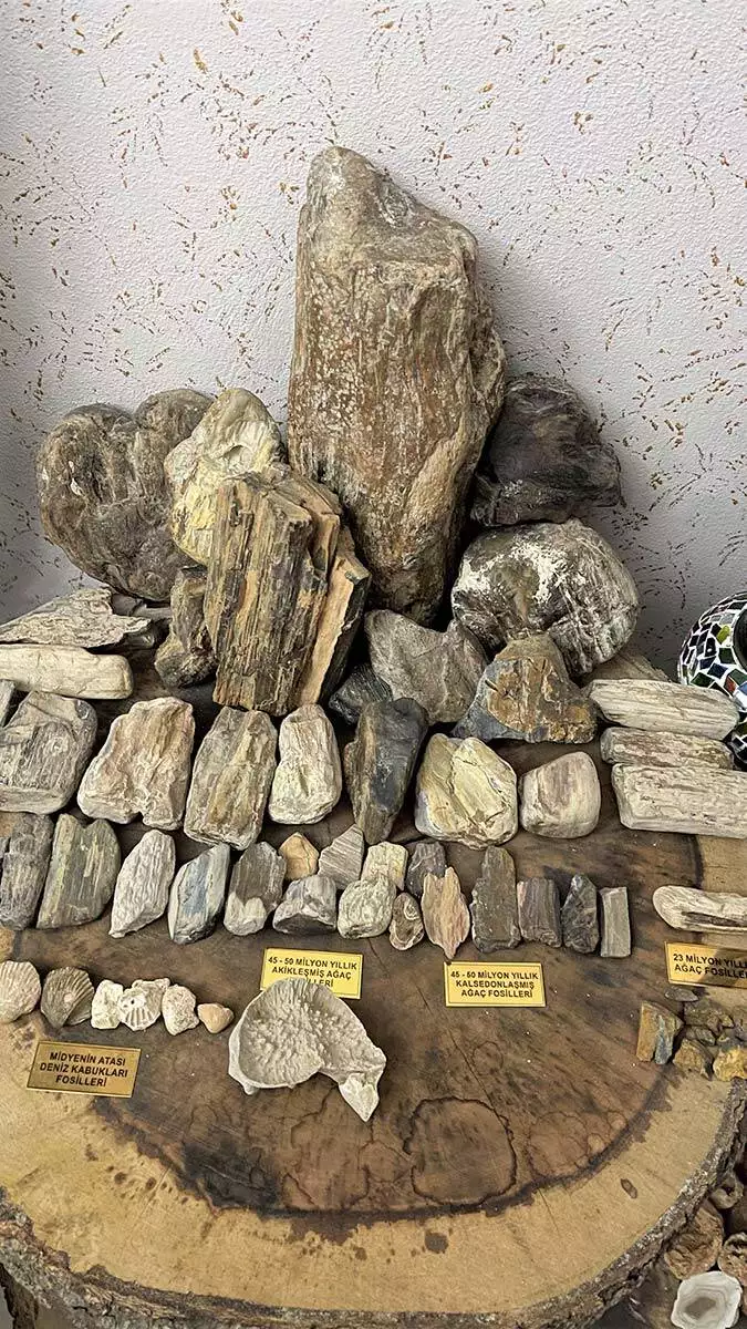 Kızıltepe’de bir apartmanda kapıcılık yapan mahmut çelik, boş zamanlarında araziye çıkıp taş ve fosil toplamaya başladı. Topladığı milyonlarca yıllık fosilleri evinde sergiliyor.