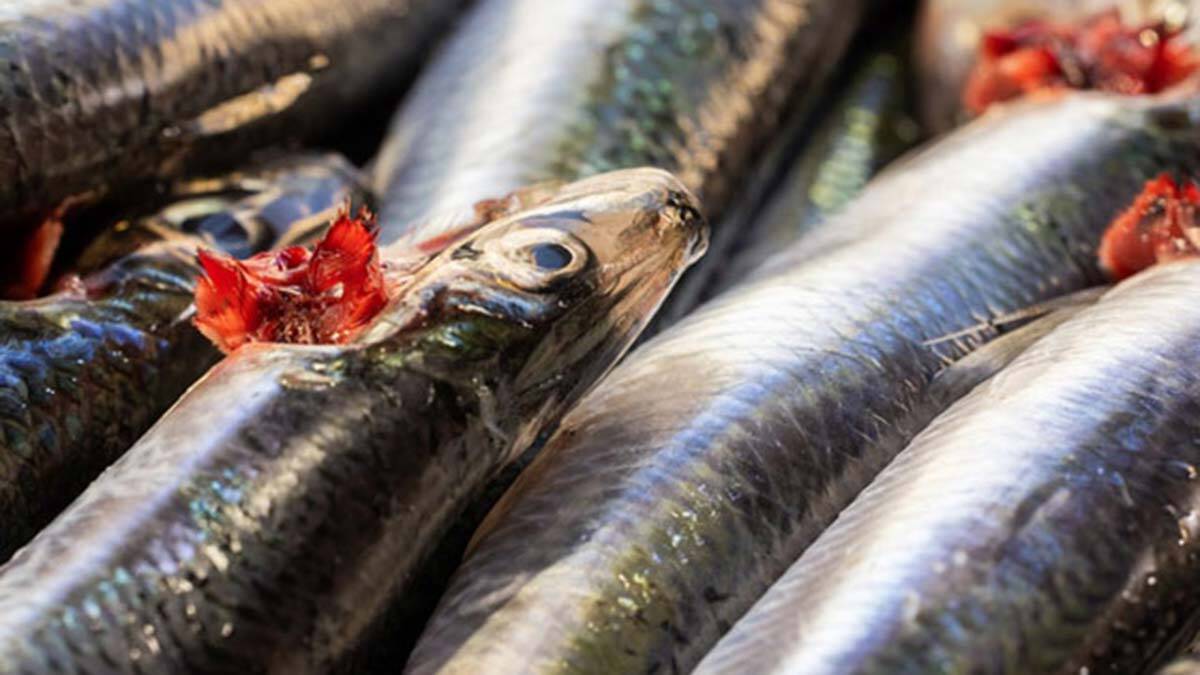 Omega-3 yağ asitlerinden zengin beslenin