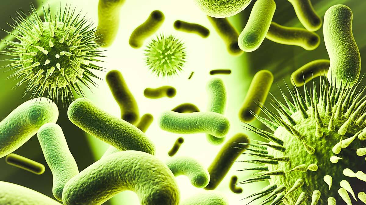 Kuş gribi 14 ülkeye yayıldı