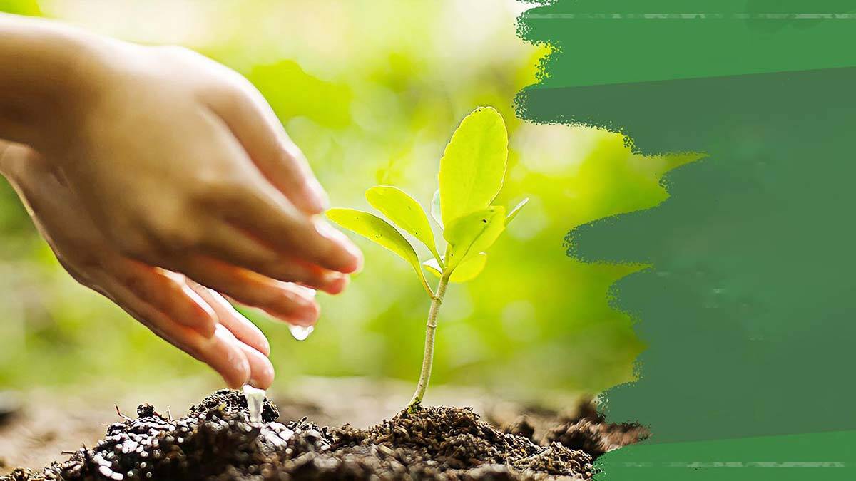 Öğretmenim için bir fidan kampanyası