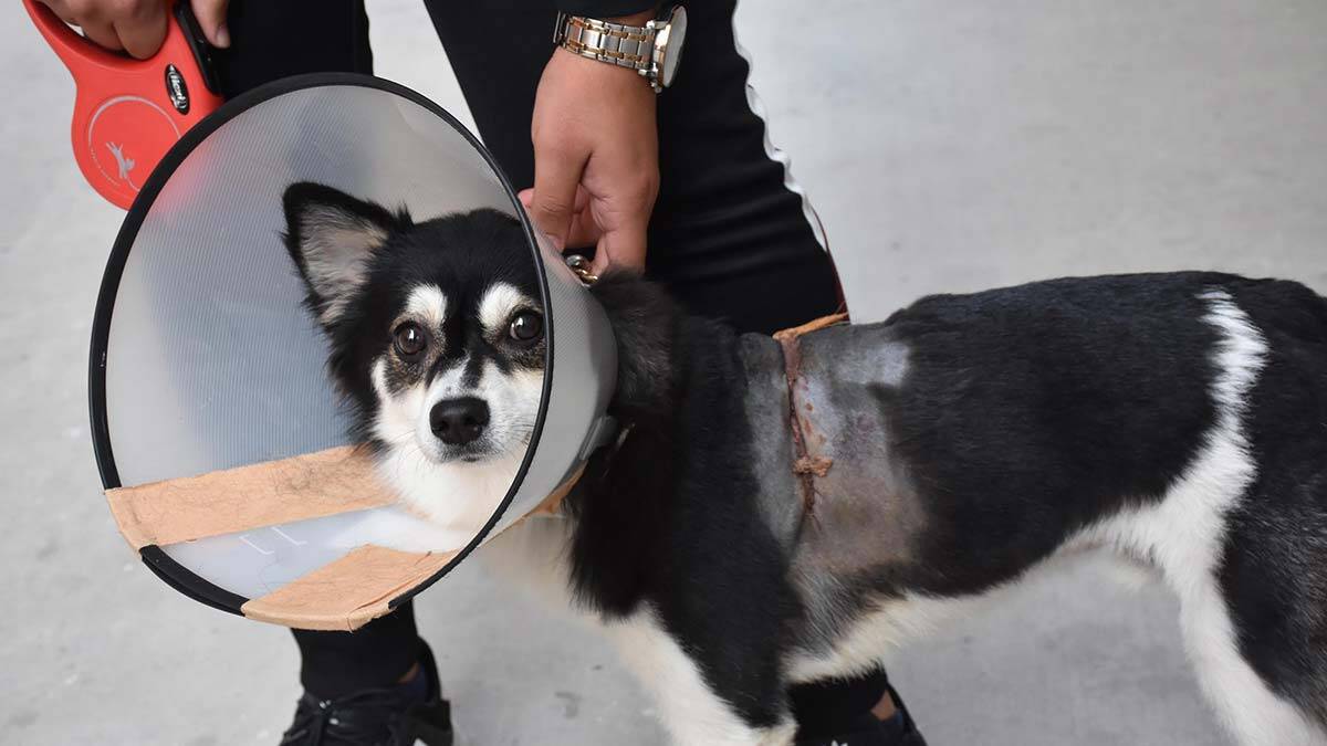 İzmir'de pitbull saldırısı