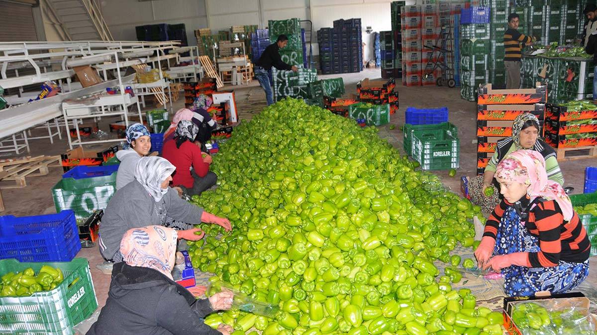 Batı Akdeniz İhracatçılar Birliği (BAİB) Başkanı Ümit Mirza Çavuşoğlu, "Rusya nar ve biber ithalatını durdurdu" dedi.