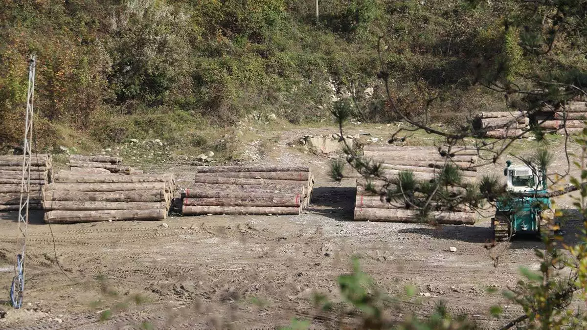 Selde yıkıma yol açan tomruklar, dere yatağında