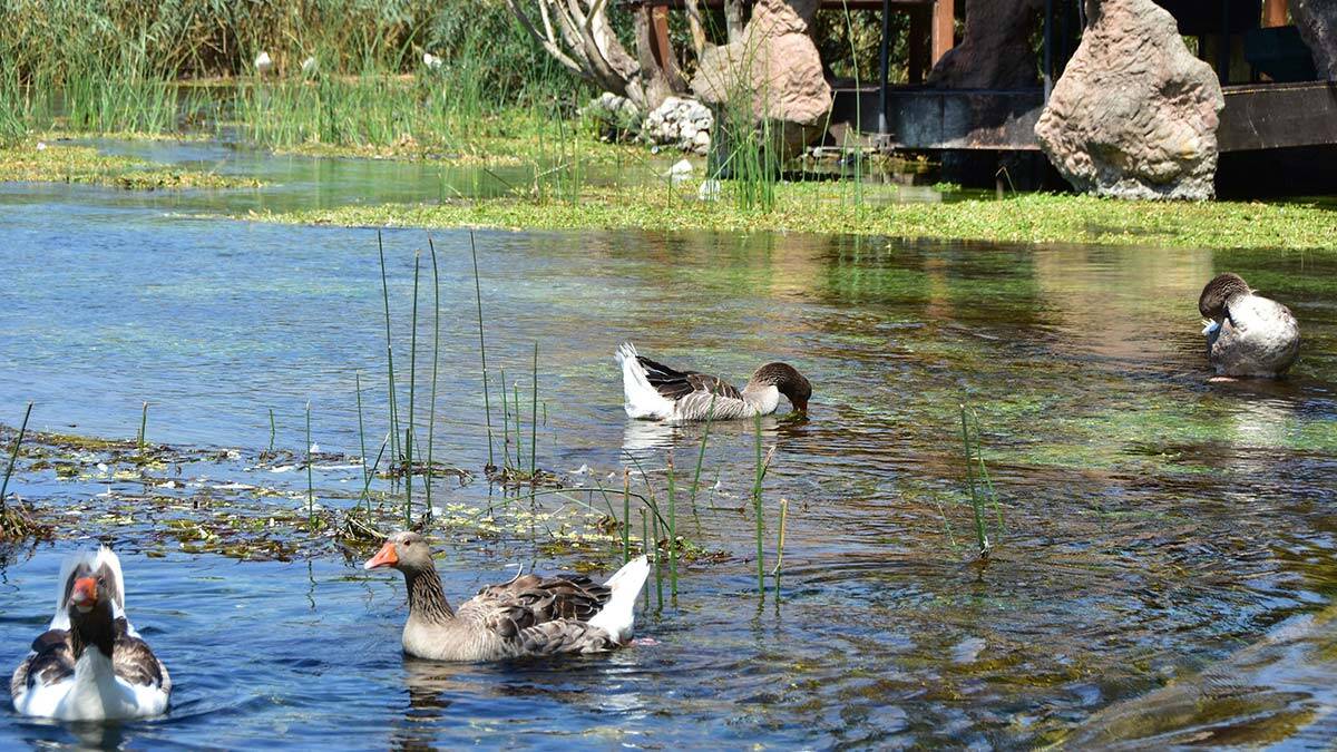 Muğla'nın Ula ilçesinin 'Sakin Şehir' unvanlı Akyaka Mahallesi'nde, kuraklığa bağlı su seviyesindeki azalma gerekçesiyle süresiz olarak insan girişine kapatılan Kadın Azmağı su artışı ile canlandı.