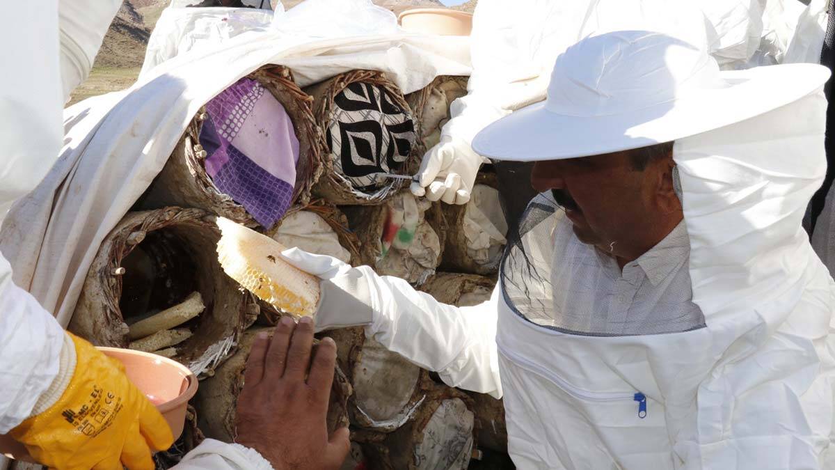 Siirt'in Pervari ilçesinde PKK'ya yönelik operasyonların ardından terörden arındırılan 2047 rakımlı Çemikari Yaylası'nda bal hasadı yapıldı.