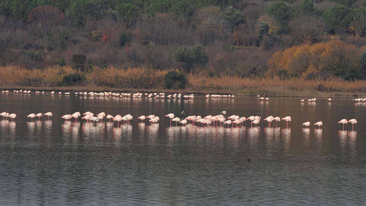 Hersek Lagünü'nde kuş türü sayısı 238'e yükseldi
