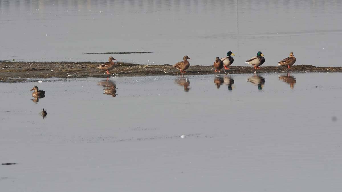 Türkiye'nin yüz ölçümü en küçük, kuş popülasyonu açısından da en yoğun lagünü olan Hersek Lagünü'nde kuş türü sayısı, 236'dan 238'e çıktı.