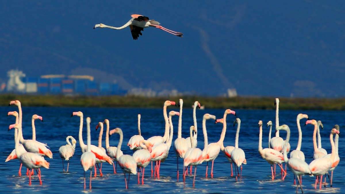 Hersek Lagünü'nde kuş türü sayısı 238'e yükseldi
