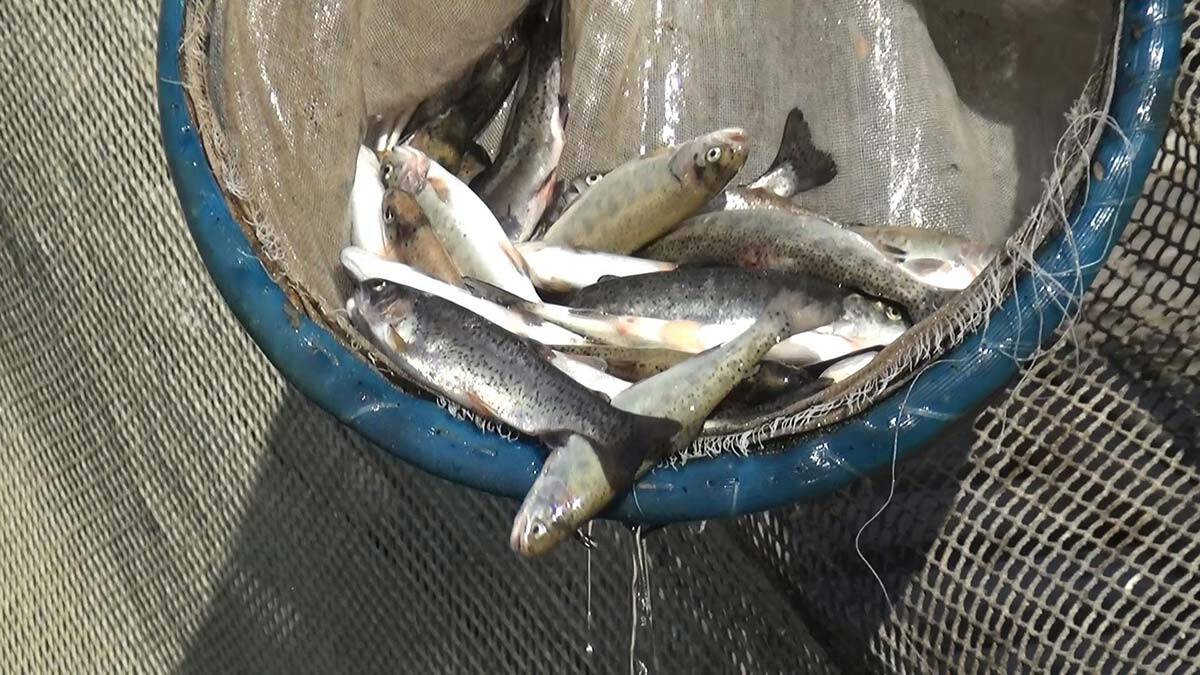 Üretim tesisinde 4 günde 13 bin alabalık öldü