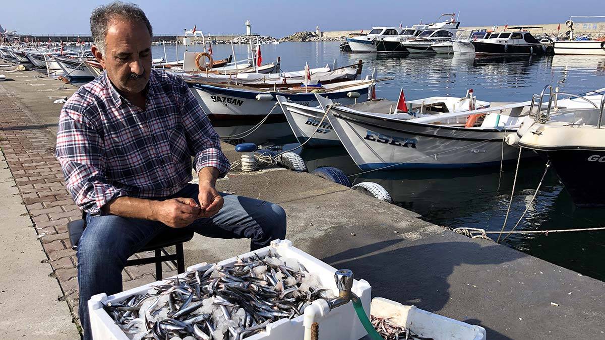 Yem fabrikaları için yapılan avlanmaya kota talebi