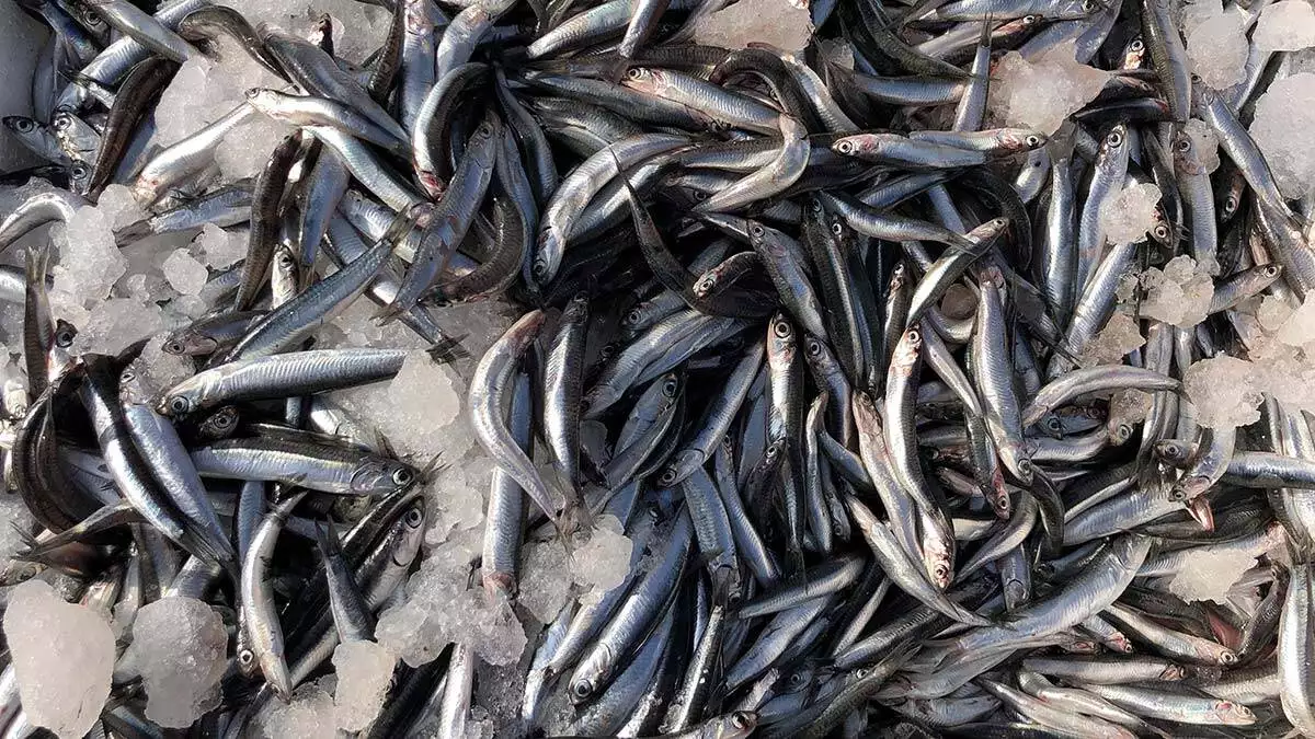 Zonguldak kozlu su ürünleri kooperatifi başkanı ergün kayhan, av sezonunun geçen yıla göre verimsiz olduğunu söyleyerek yem fabrikaları için yapılan avlanmaya kota talebinde bulundu.