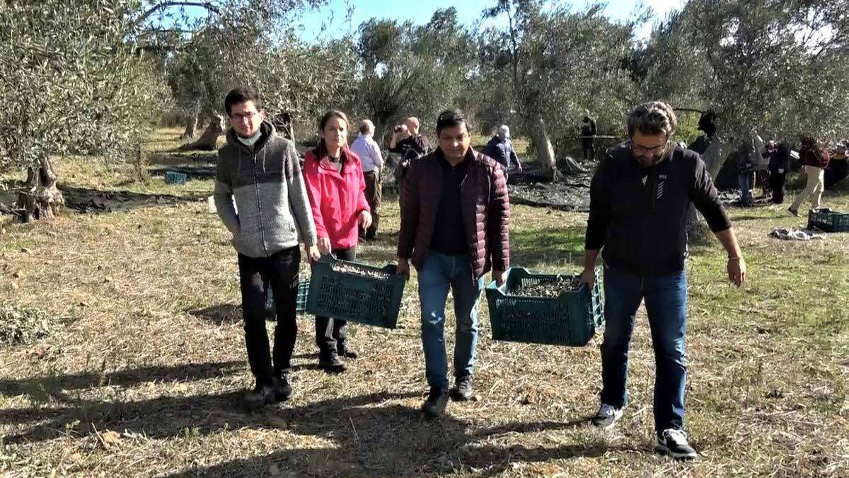 Zeytinciliği akademik olarak öğreniyorlar 