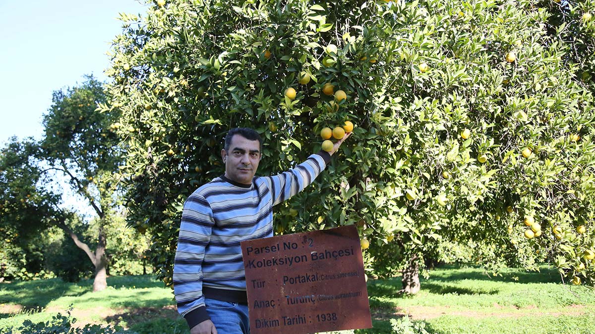 150 narenciye fidanı, 40 milyon ağaca dönüştü