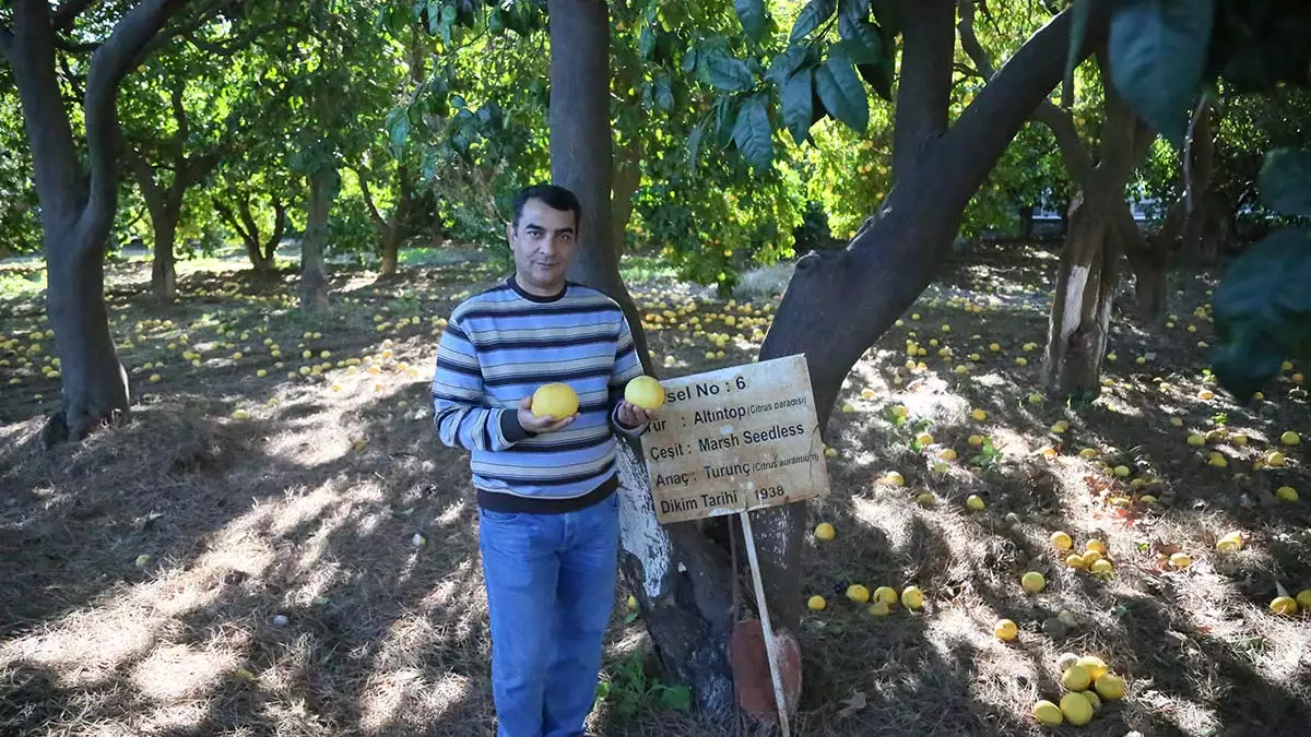 150 narenciye fidanı, 40 milyon ağaca dönüştü