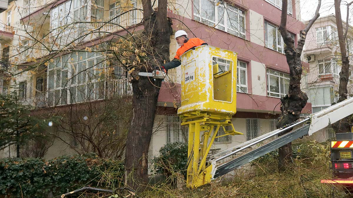 Çankaya, ağaç dallarını budamaya devam ediyor