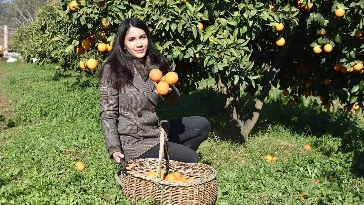 " mandalinamızı farklı farklı ürün gruplarıyla deniyoruz. Bu sene jeotermalden yararlanarak mandalina cipsi yaptık"