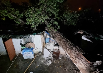 40 yaşındaki ağaç evin üzerine devrildi