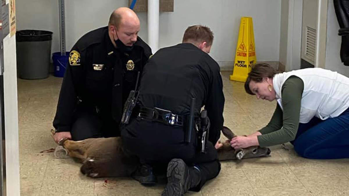 ABD'de geyik adliye binasının camını kırdı