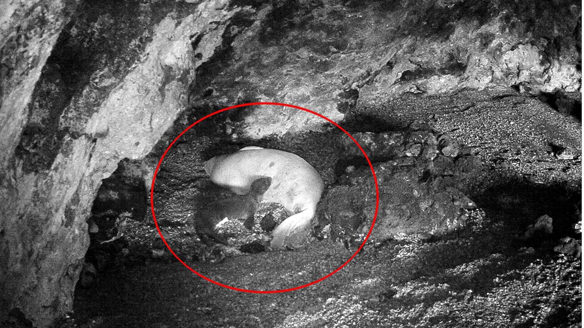 Akdeniz foku yavrusu görüntülendi