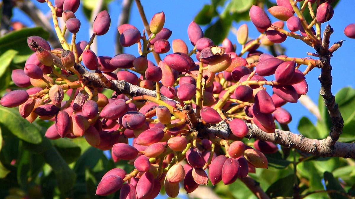 Antep fıstığında verim yüzde 35 artırılacak