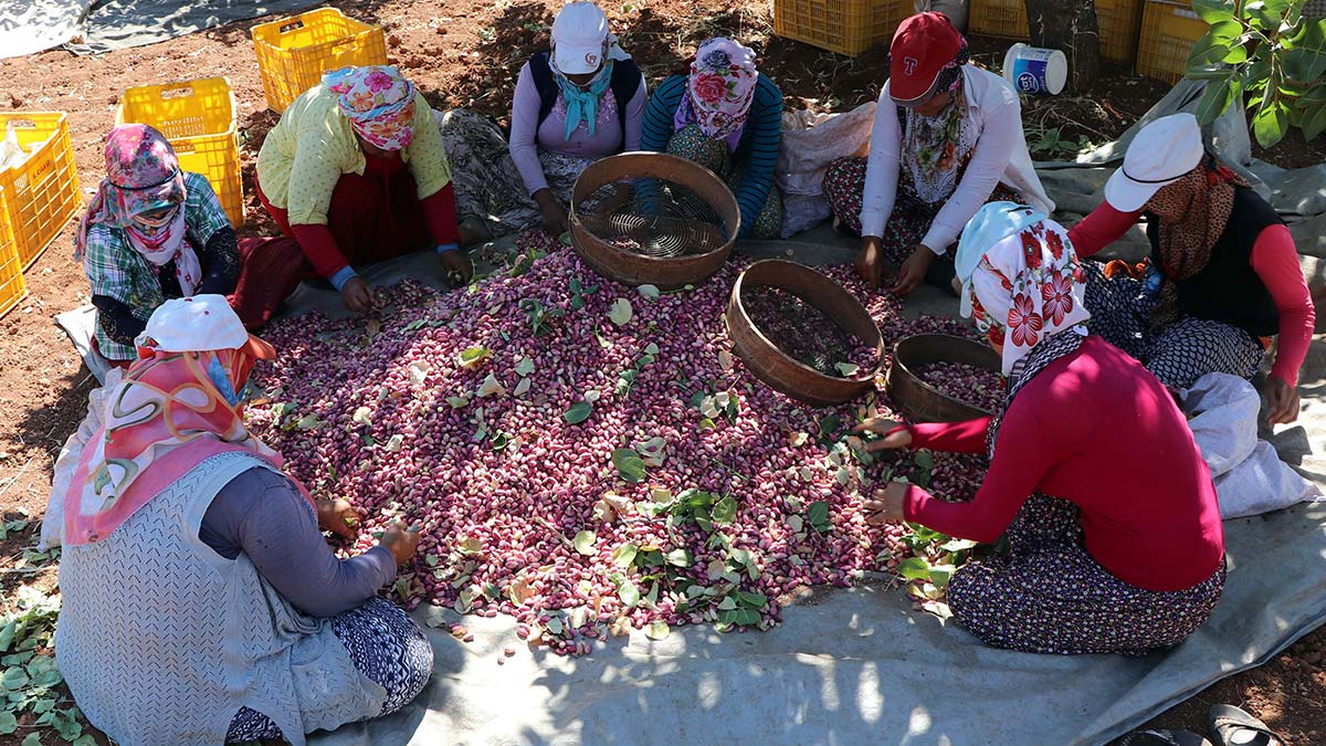 " Antep fıstığında dölleyici çeşitler vardır. Erkek ve dişi olarak bunları mutlaka bahçede tesis edilirken olması gerekiyor"
