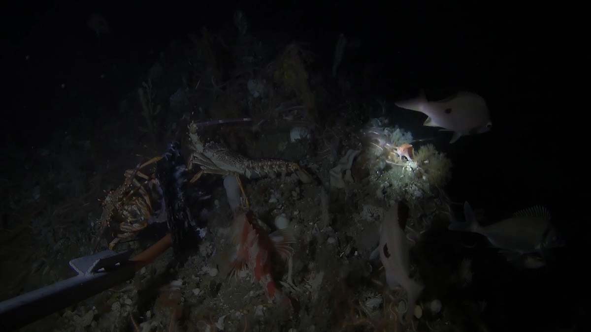 Avustralya'da 22 yıl sonra pembe el balığının görüldü