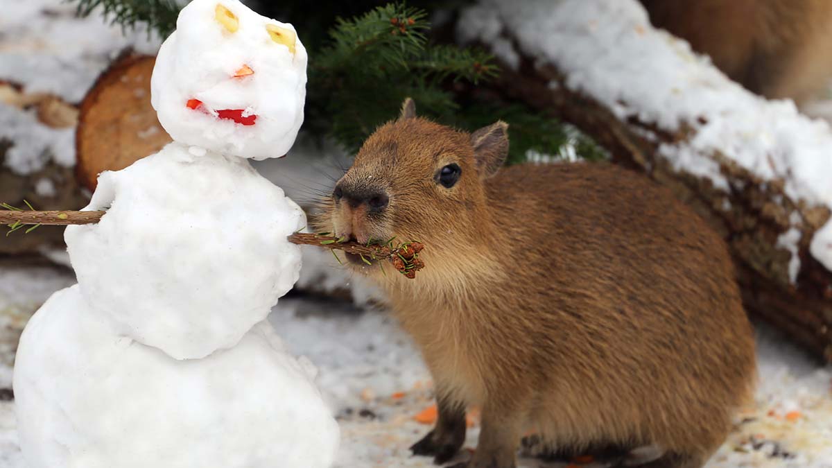 Berlin'de hayvanat bahçesinde yılbaşı geleneği