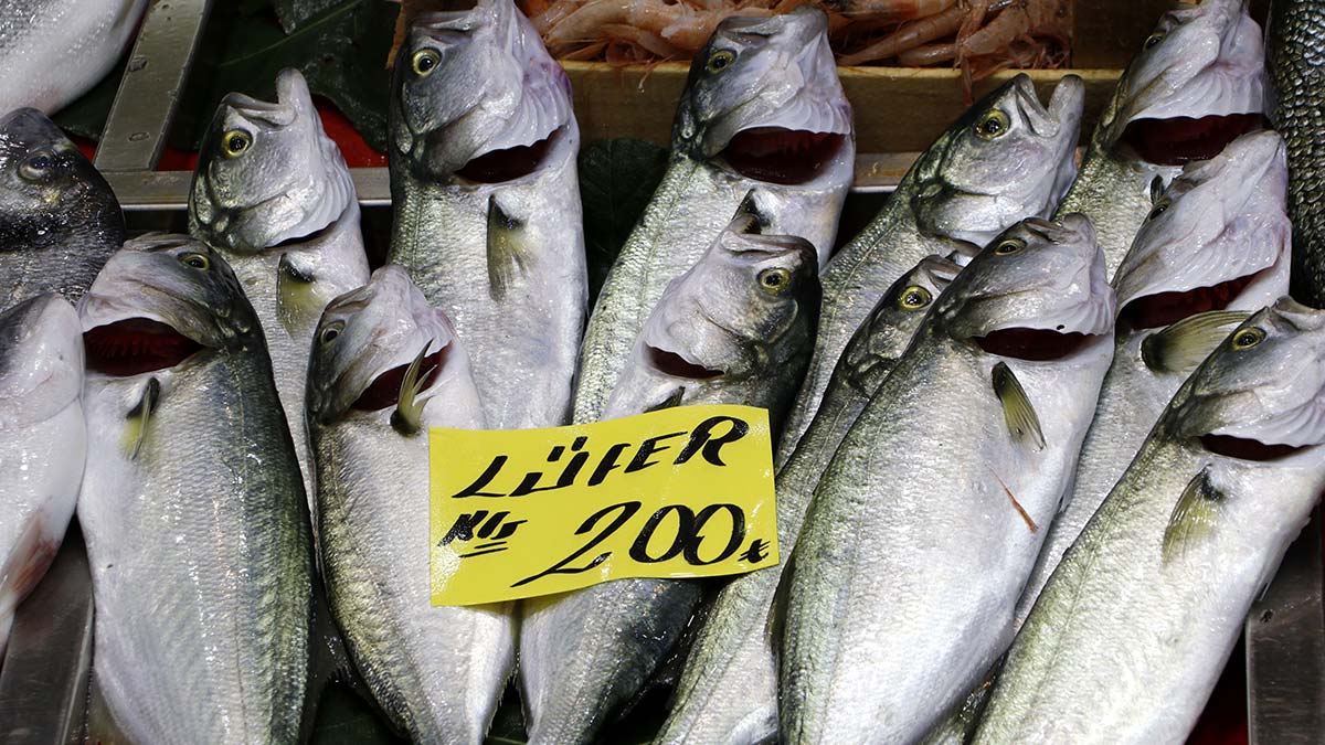 Çanakkale'de lüferin fiyatı 200 liraya yükseldi