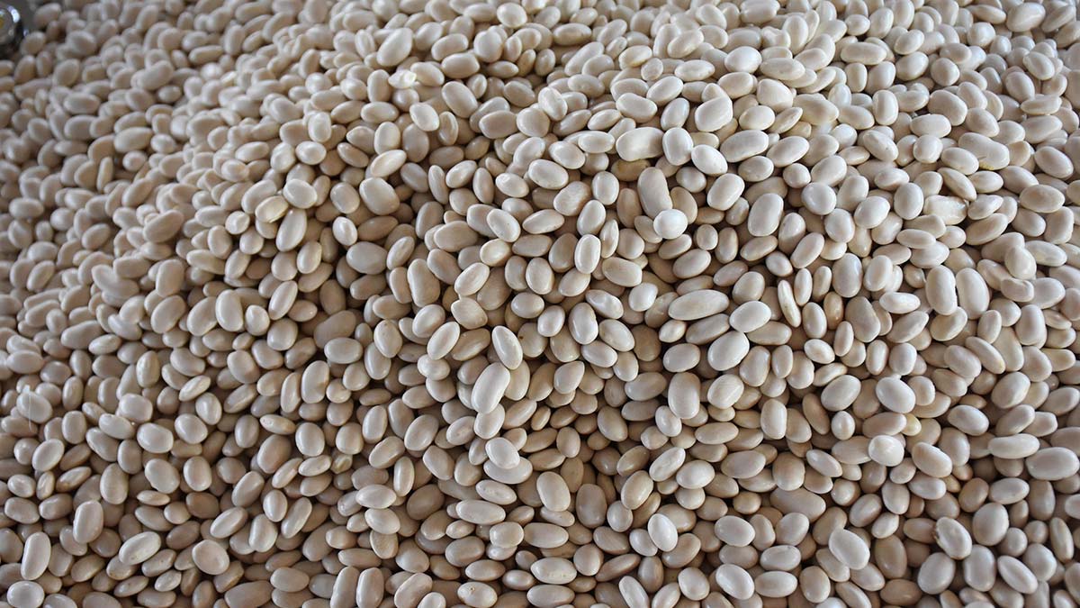 " Çavuşdağ kuru fasulyesi özel bir ürün"