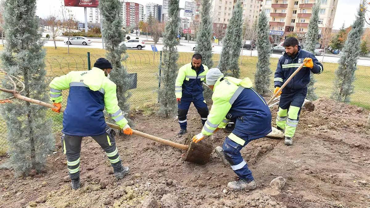 Büyükşehir belediyesi yerli üreticilerden satın alınan ağaçların dikim çalışmalarını aralıksız sürdürüyor. Başkent her mevsim daha yeşil olacak...