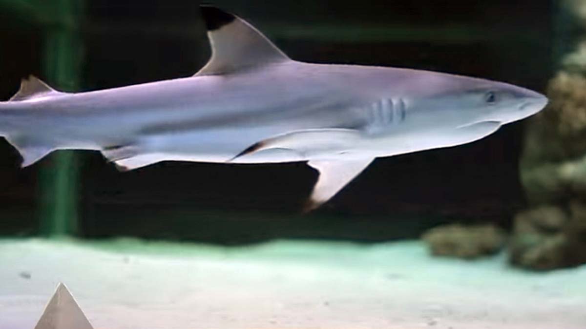 İşletmeye 1500 TL idari para cezası uygulandı