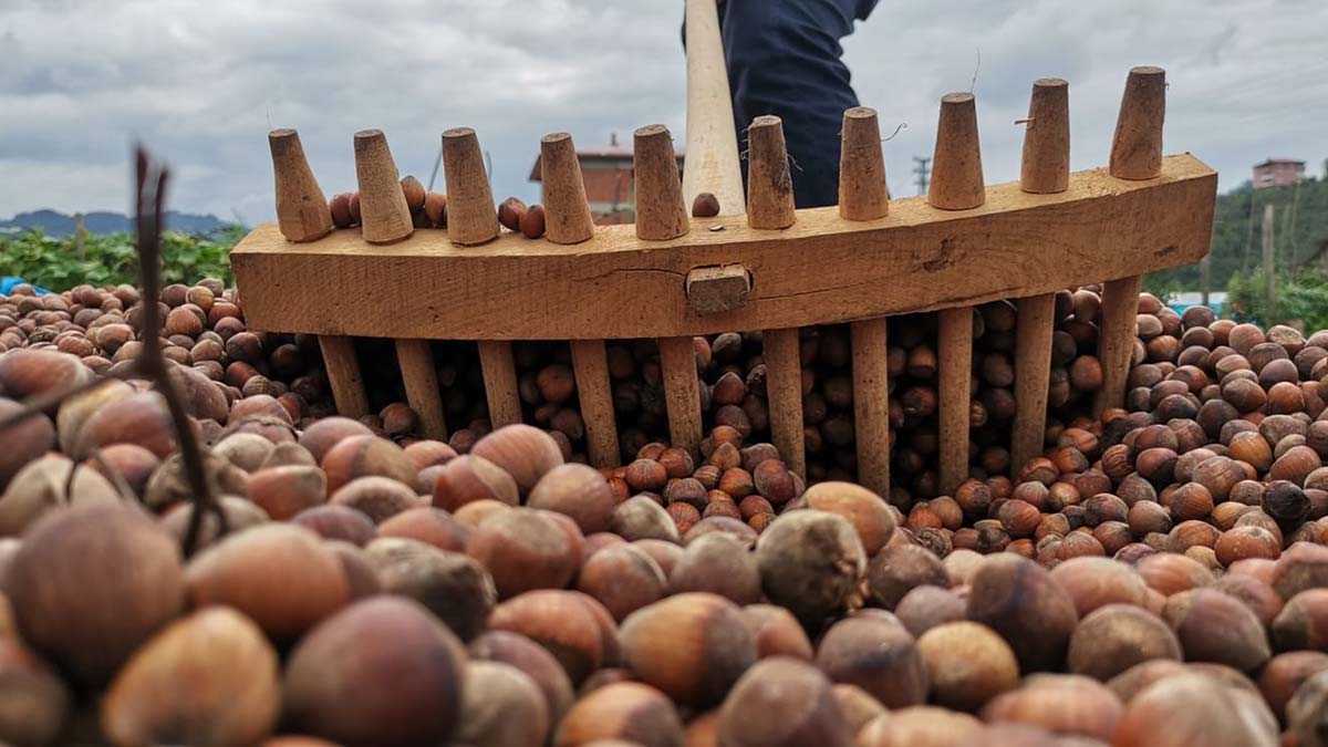 Fındığın fiyatı 32 liraya kadar çıktı