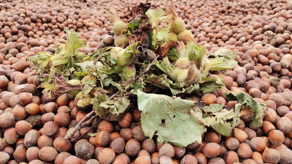 " İnşallah önümüzdeki günlerde fındık fiyatları, beklentileri karşılayacak şekilde yükselir temennisindeyiz"