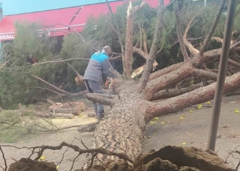 Fırtınada çam ağacı otomobilin üzerine devrildi