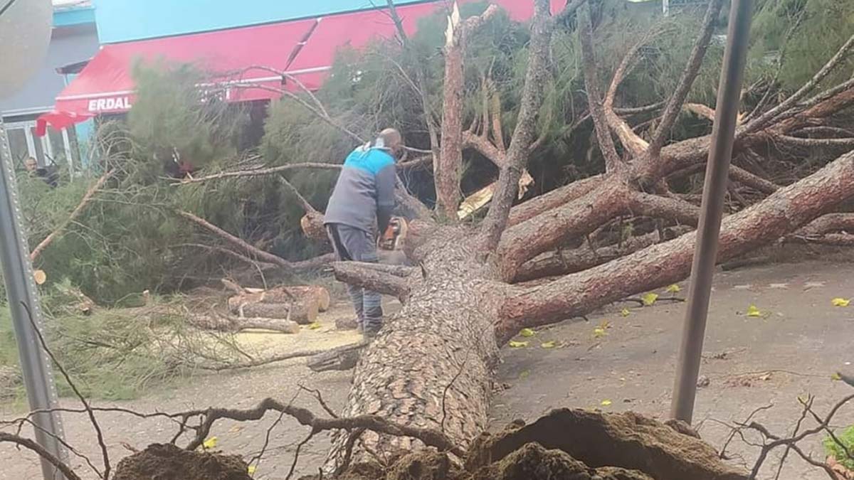 Fırtınada çam ağacı otomobilin üzerine devrildi