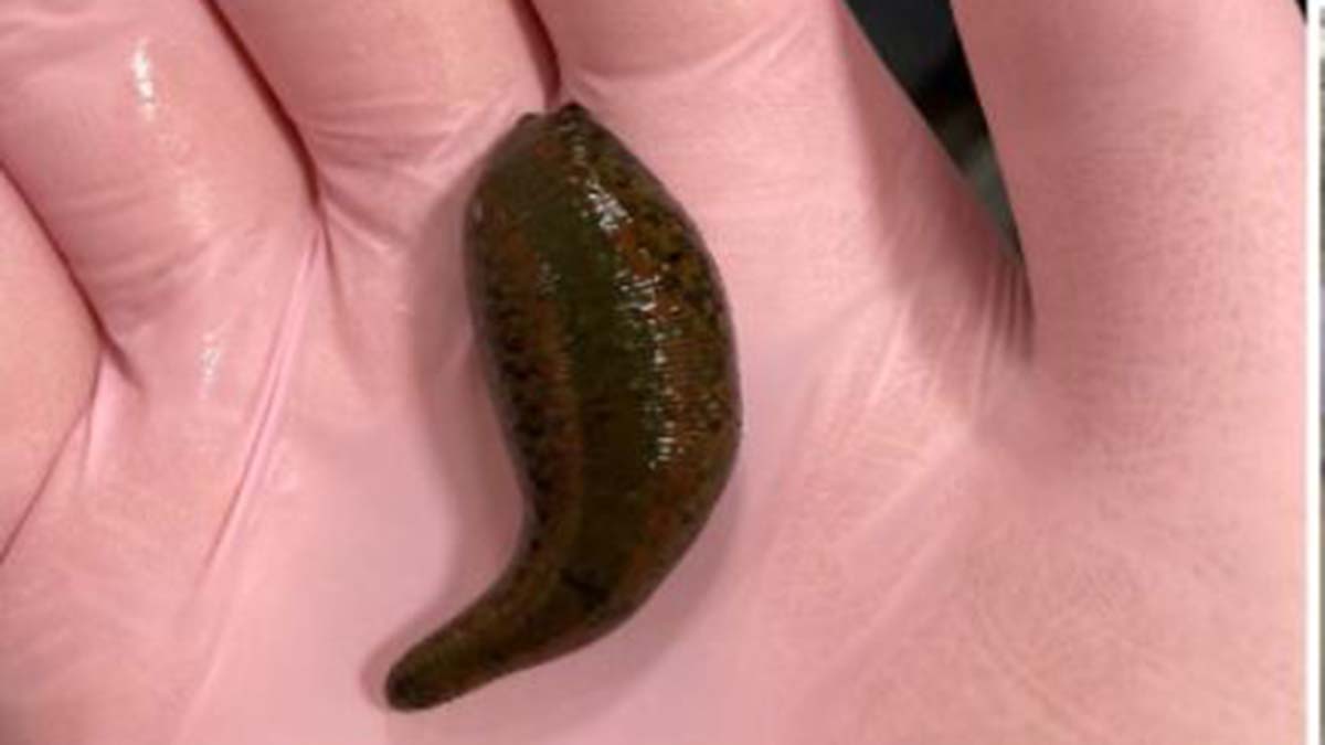 Sülükleri Türkiye'den kaçırmak isteyen şüpheliye ise ilgili kanunun kapsamında 54 bin 555 lira idari para cezası uygulandı