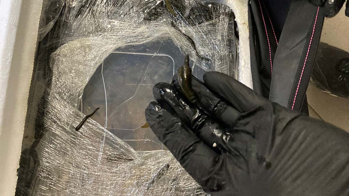 Havalimanında 4 bin canlı tıbbi sülük ele geçirildi