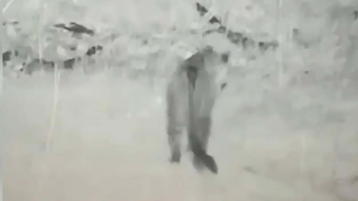 Iğdır'da leopar, termal kameraya yansıdı